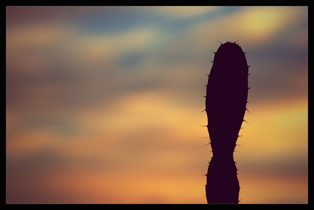 cactus silhouette