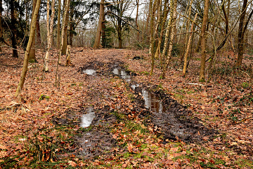 jacobspad uithuizenhasselt pieterberg water mud sand tracks trees leaves drenthe wood camino path westerborkterhorst