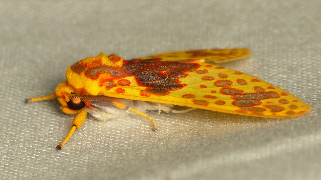 Tiger moth, Amaxia pulchra