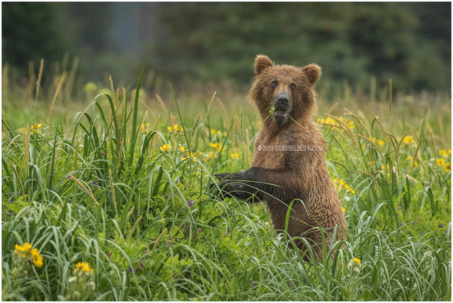 Alaska Brown Bear 070416-1462-W.jpg