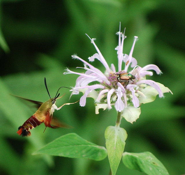 Hummingbird Moth and Japanese Beetle
