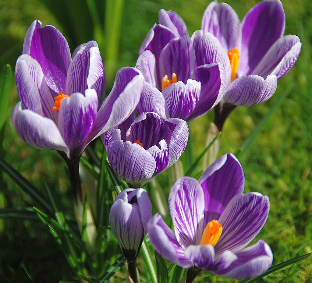 The Beauty of Crocuses Always Puts a Spring in My Step!