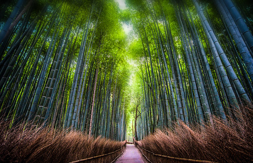 japan kyoto arashiyama kyotoprefecture