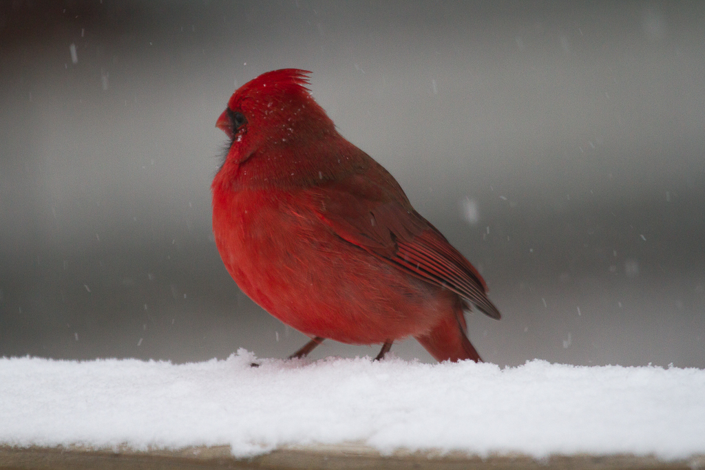 cardinals in snow-3.jpg