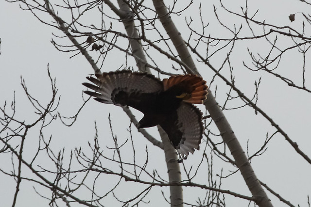 Red-tailed Hawk (western-dark morph)