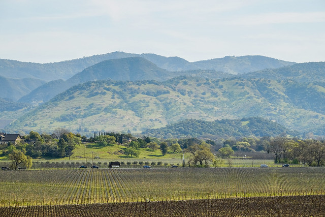 Napa Valley on a Bright Winter Day