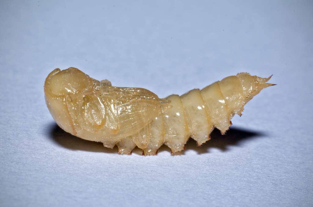 Mealworm pupa, Tenebrio molitor