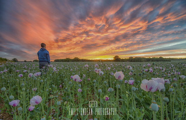 Dorset Opium Poppy Sunrise