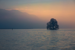 This lonely tree...