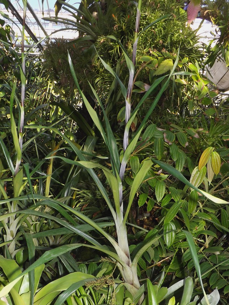 Brocchinia sp. (Bromeliad)?