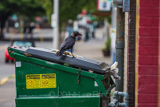 American Crow Enjoying a Fast Food Meal in Portland's Pearl District