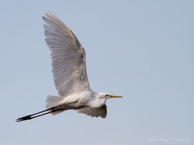 Great White Egret in Flight No. 4 [Explored 2014-12-06] - Silberreiher im Flug Nr. 4 (Joe)