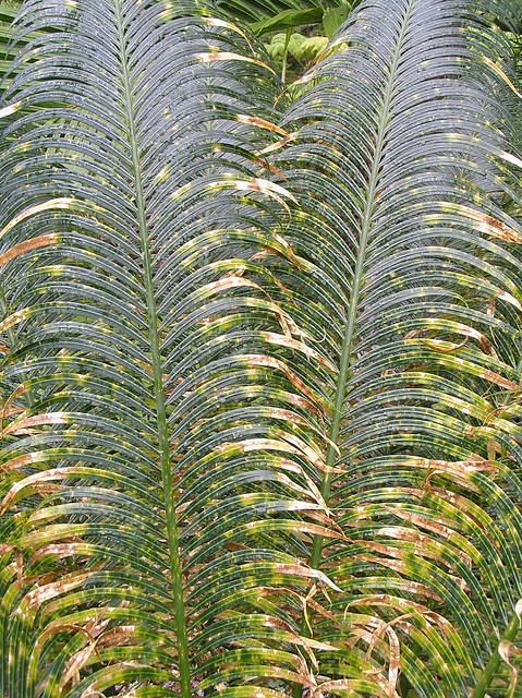 Leaf spot of sago palm caused by Pestalotia sp.