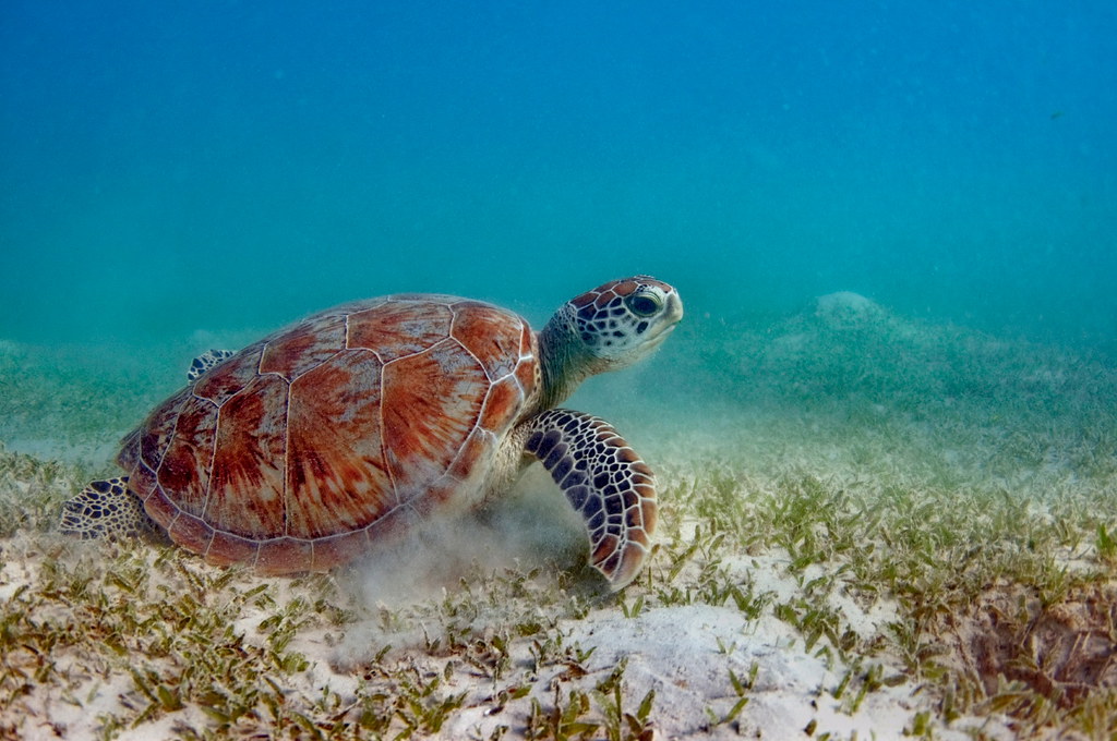 К морским черепахам относится. Зеленая морская черепаха. Зеленая суповая черепаха. Морские черепахи черепахи. Зеленая (суповая морская черепаха).