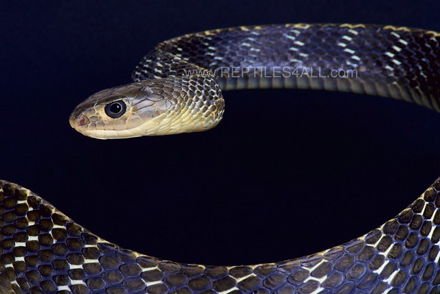 Keeled rat snake (Ptyas carinata)