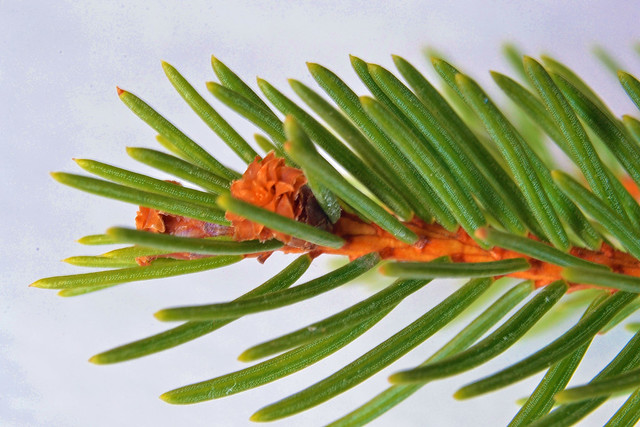 Spruce bud