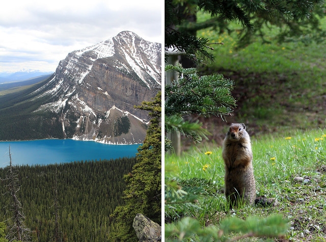 Lake Louise Marmot