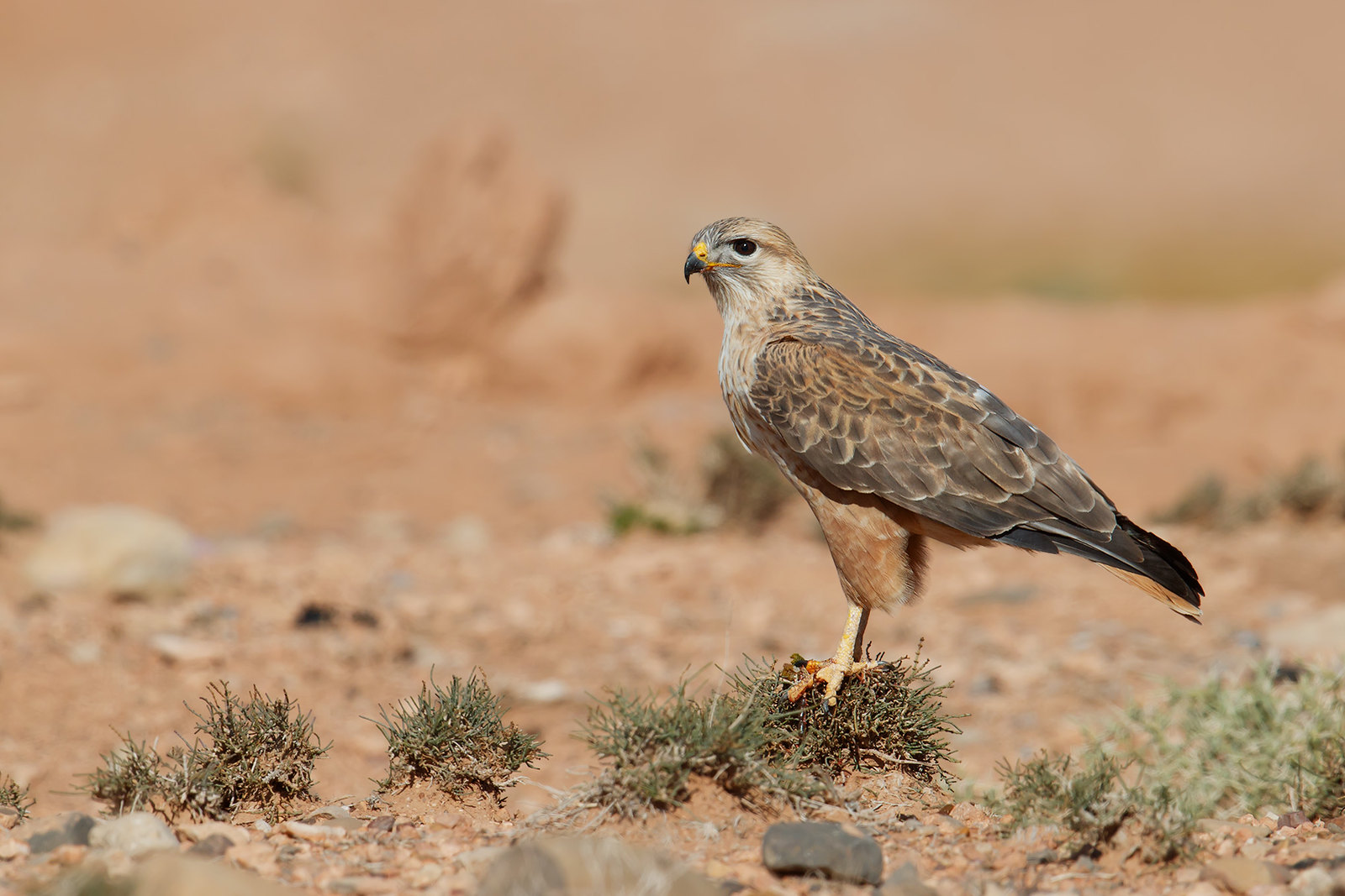 Buteo rufinus | Long-legged Buzzard | örnvråk