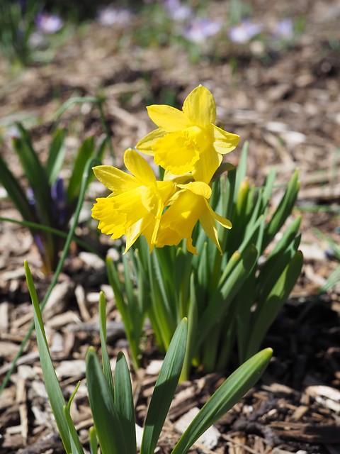 土, 2018-03-31 10:35 - New York Botanical Garden