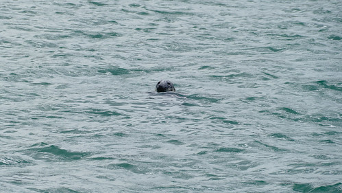 Seal, St Ives