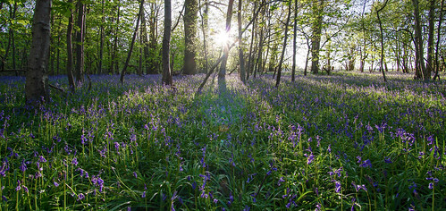 bluebells sunset forest samyang 12mm f20 light rays tree sun golden hour