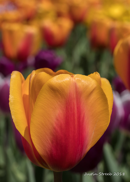 Brookside Tulips
