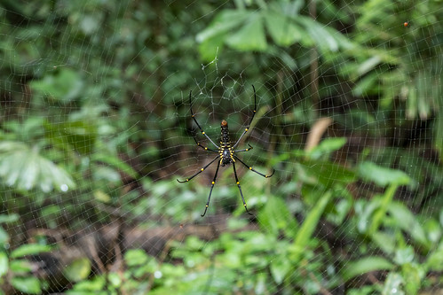 animal arthropod arachnid araneae araneidae nephila spider spiderweb web silk suspended trap forest jungle rainforest sumur banten indonesia
