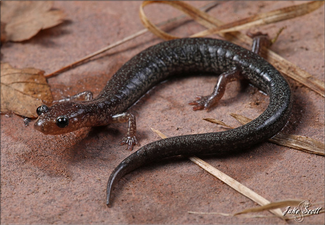 Shenandoah Mountain Salamander (Plethodon virginia)