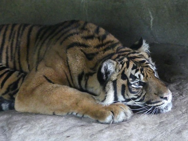 Tiger, Burgers Zoo
