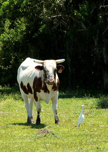 grazing cow fauna farm nature rural cattle egret white animal bird insects dependency green grass habitat bovine