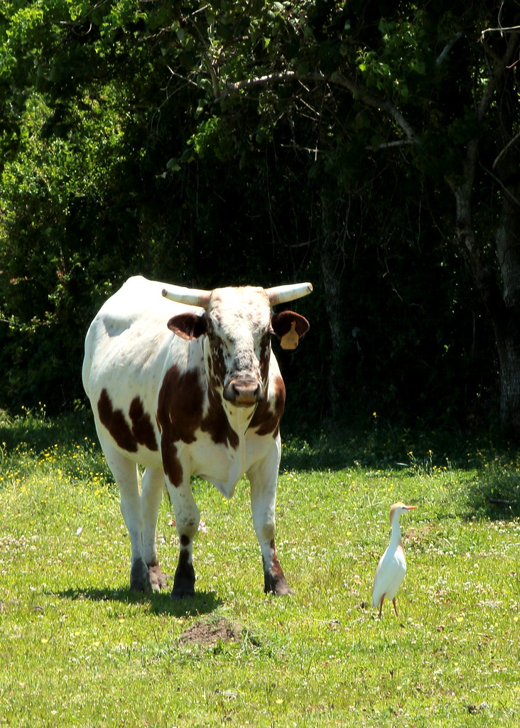 Spotted Cow and Egret