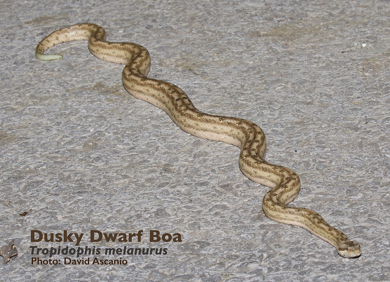 Dusky Dwarf Boa, Tropidophis melanurus_199A0619