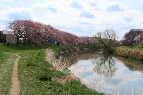 cherryblossom 元荒川 motoarakawariver river saitama 埼玉 kitakoshigaya 北越谷 grass