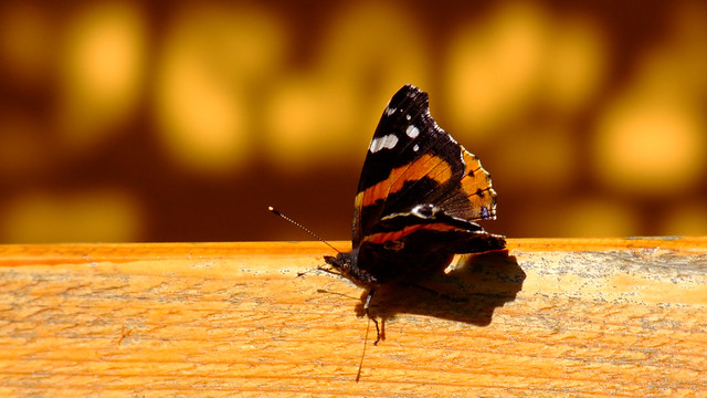 Red admiral - Admiral