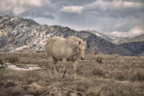butte horse equestrian montana