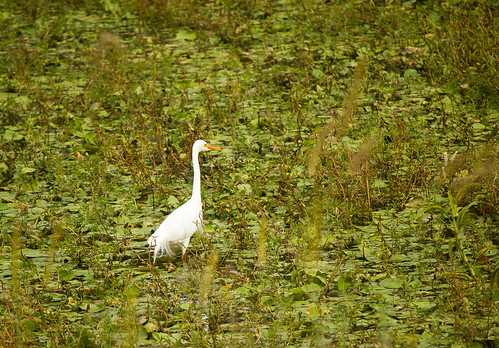 Great Egret, USC Sippy Downs