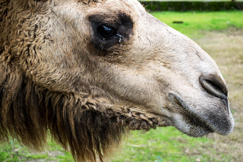 zoo iran camel mazandaran ایران chameau باغ بابلسر babolsar مازندران وحش شتر photogénique