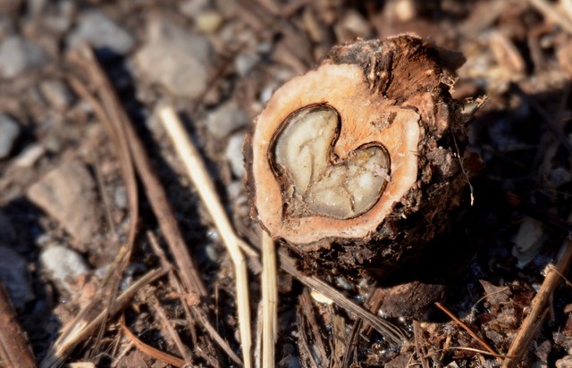 DSC_2136e black walnut heart