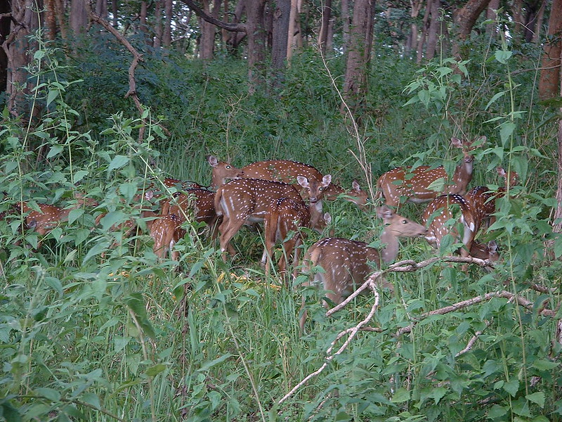 Spotted deers (daims)