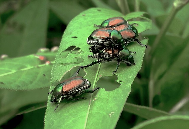 Popillia Japonica, Japanese Beetles Mating Again - Animated GIF