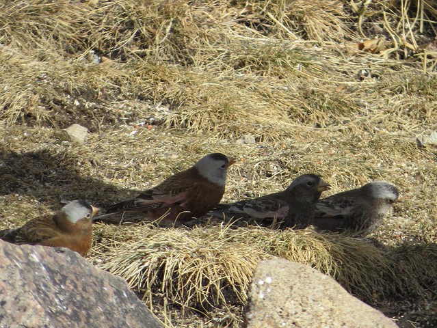 Gray-crowned, Hepburn's & 2 Black Rosy-Finches