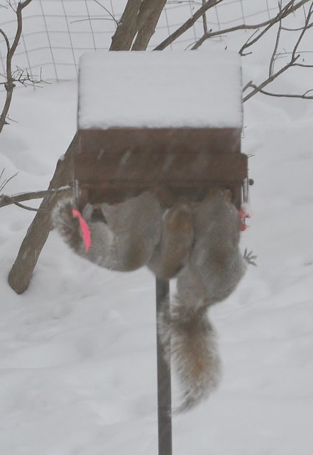 Three Squirrels on The BIRDfeeder!