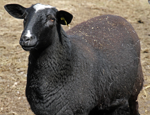 Black Katahdin yearling ewe