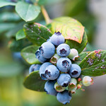 Organic Blueberries, Oakland, California USA