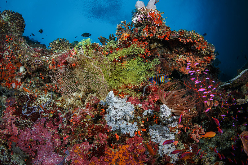 Divers' heaven coral reef