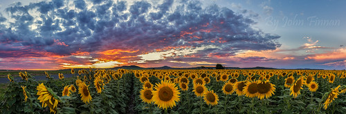 sunset panorama australia sunflowers qld felton darlingdowns johnfinnan