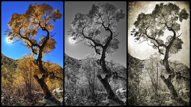 How to see a tree; canyon cottonwood triptych...