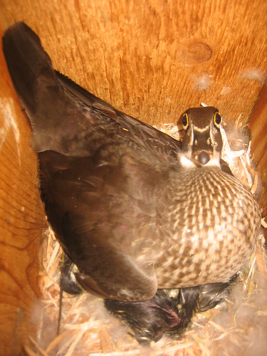 Wood duck hen on nest