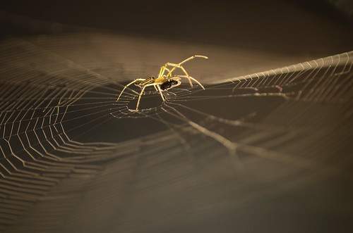 food net animal spider web