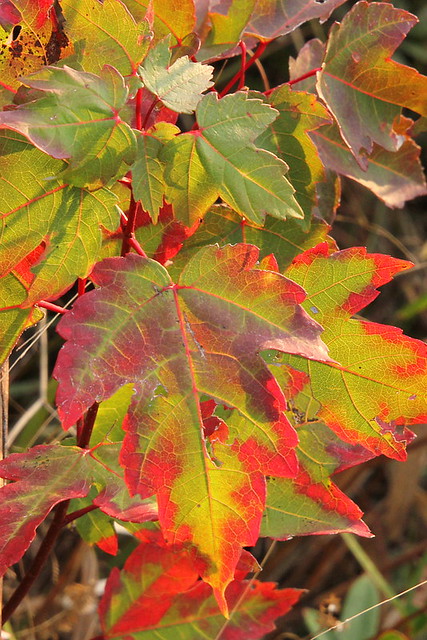 Red Swamp Maple in Fall